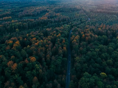 航空摄影的道路被树木包围着
